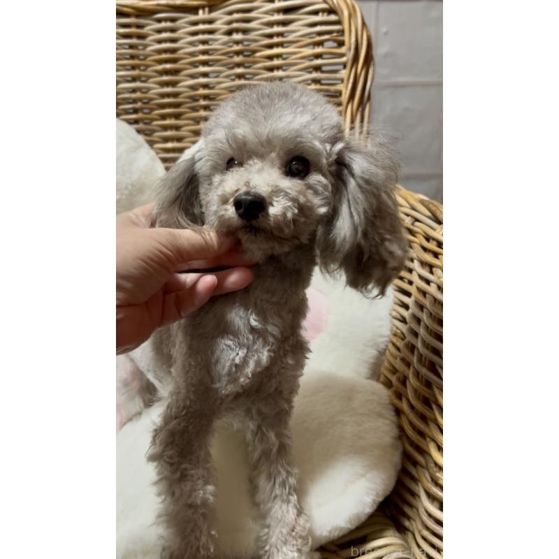 販売中の三重県のタイニープードル-442086の4枚目