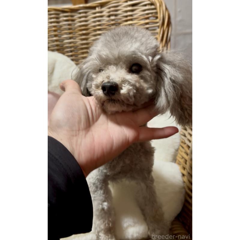 販売中の三重県のタイニープードル-442086の2枚目