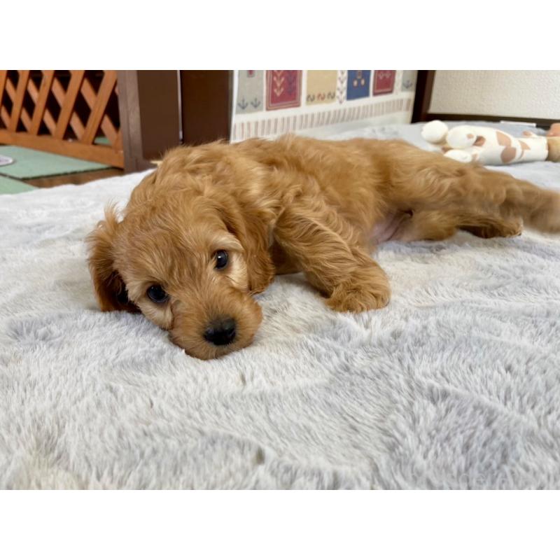 販売中の福岡県のキャバプー:キャバリア×トイプードル-431063の12枚目