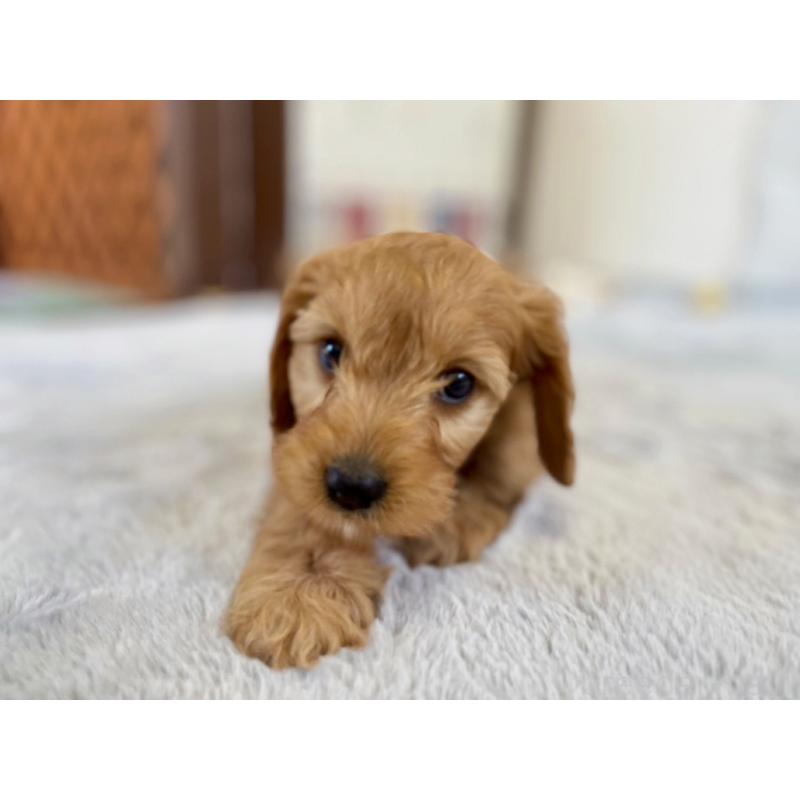 販売中の福岡県のキャバプー:キャバリア×トイプードル-431063の11枚目