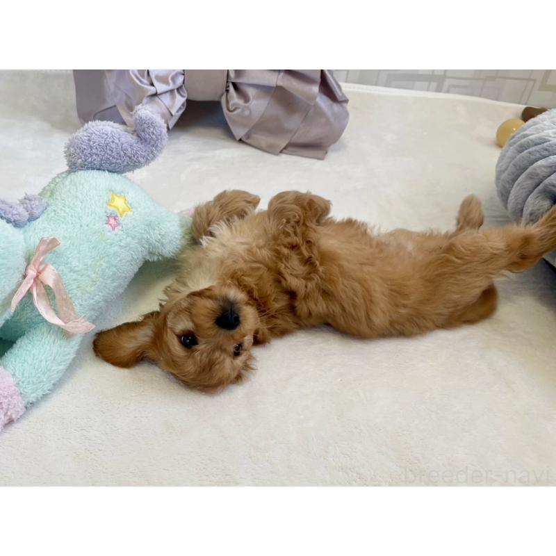 販売中の福岡県のキャバプー:キャバリア×トイプードル-431063の9枚目