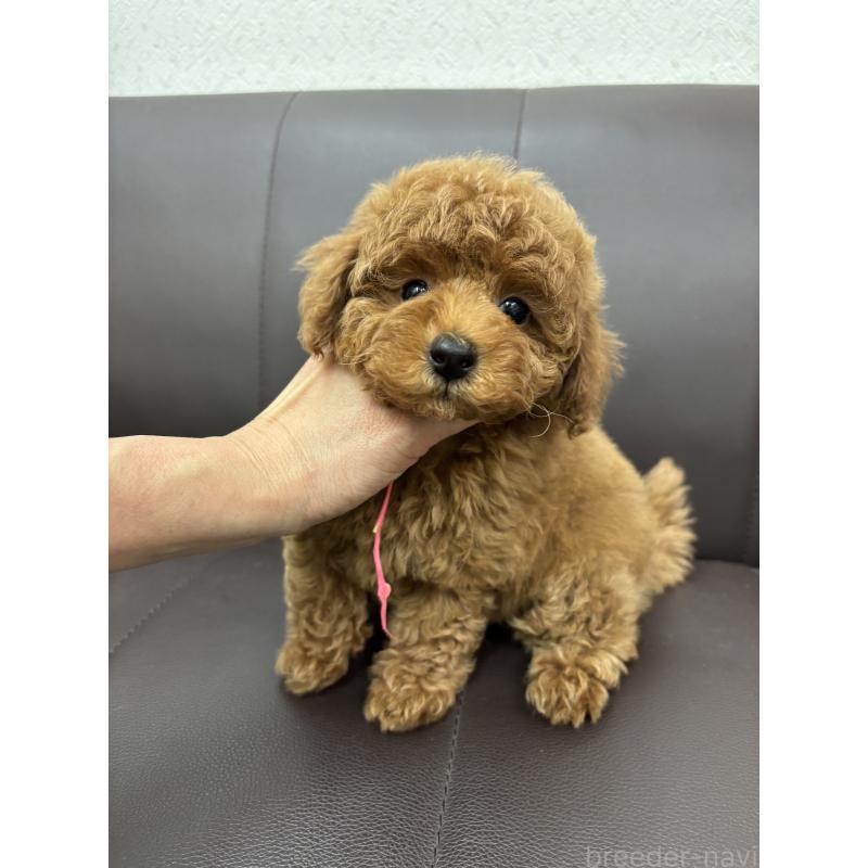 販売中の神奈川県のトイプードル-442087の4枚目