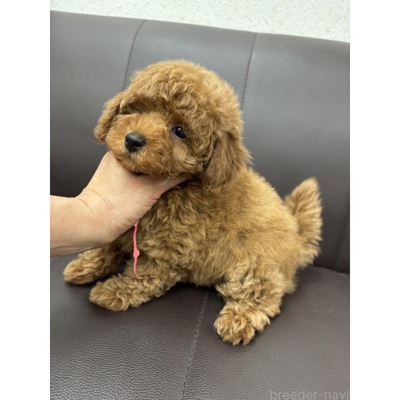 販売中の神奈川県のトイプードル-442087の3枚目