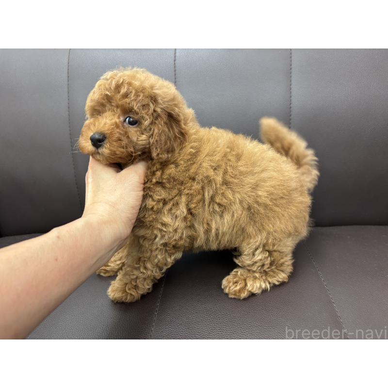 販売中の神奈川県のトイプードル-442087の2枚目