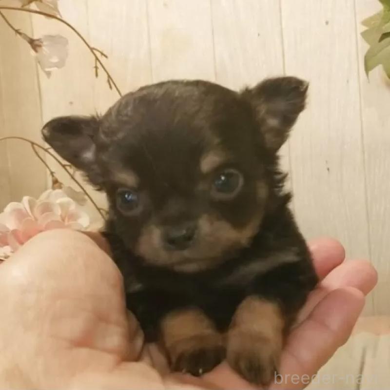 販売中の愛知県のチワワ(ロングコート)-442088