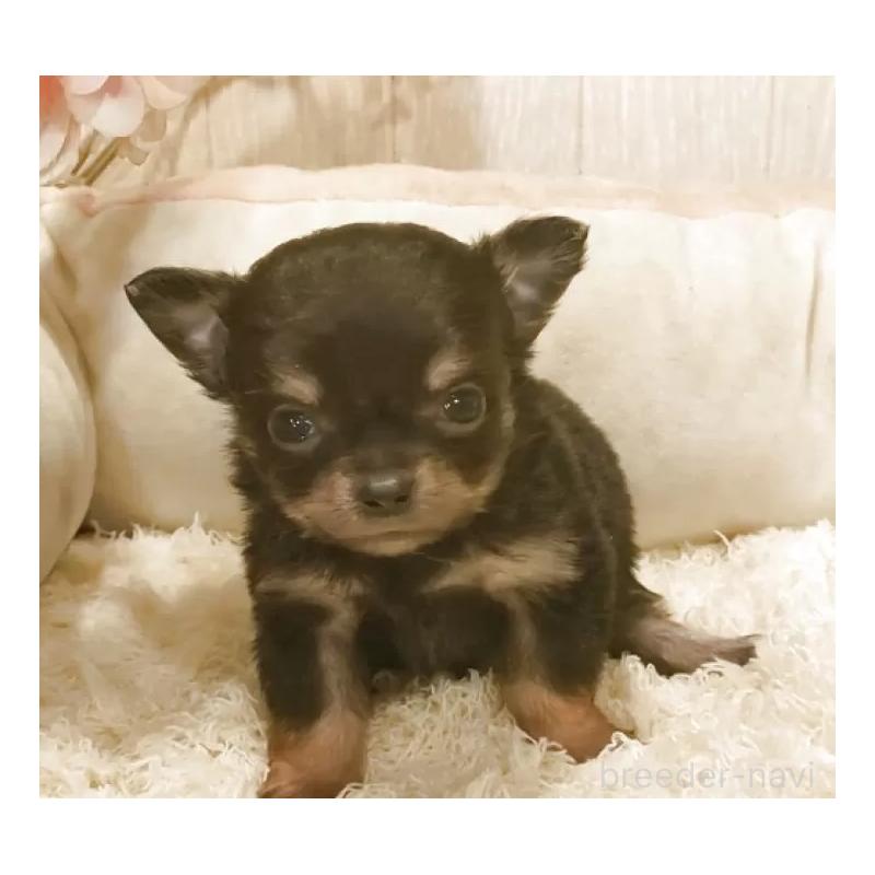 販売中の愛知県のチワワ(ロングコート)-442088の8枚目