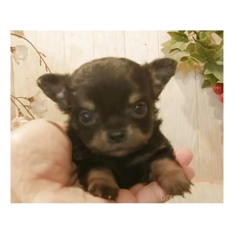 販売中の愛知県のチワワ(ロングコート)-442088の7枚目