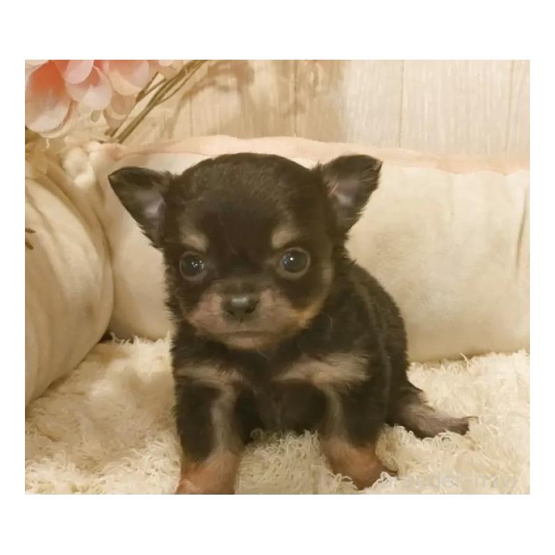 販売中の愛知県のチワワ(ロングコート)-442088の6枚目