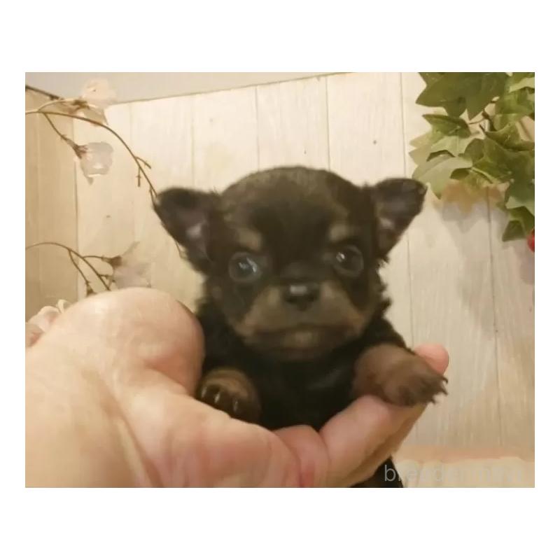 販売中の愛知県のチワワ(ロングコート)-442088の5枚目