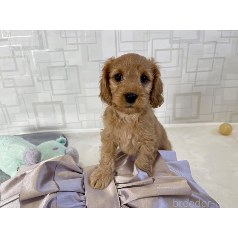 販売中の福岡県のキャバプー:キャバリア×トイプードル-431065の11枚目