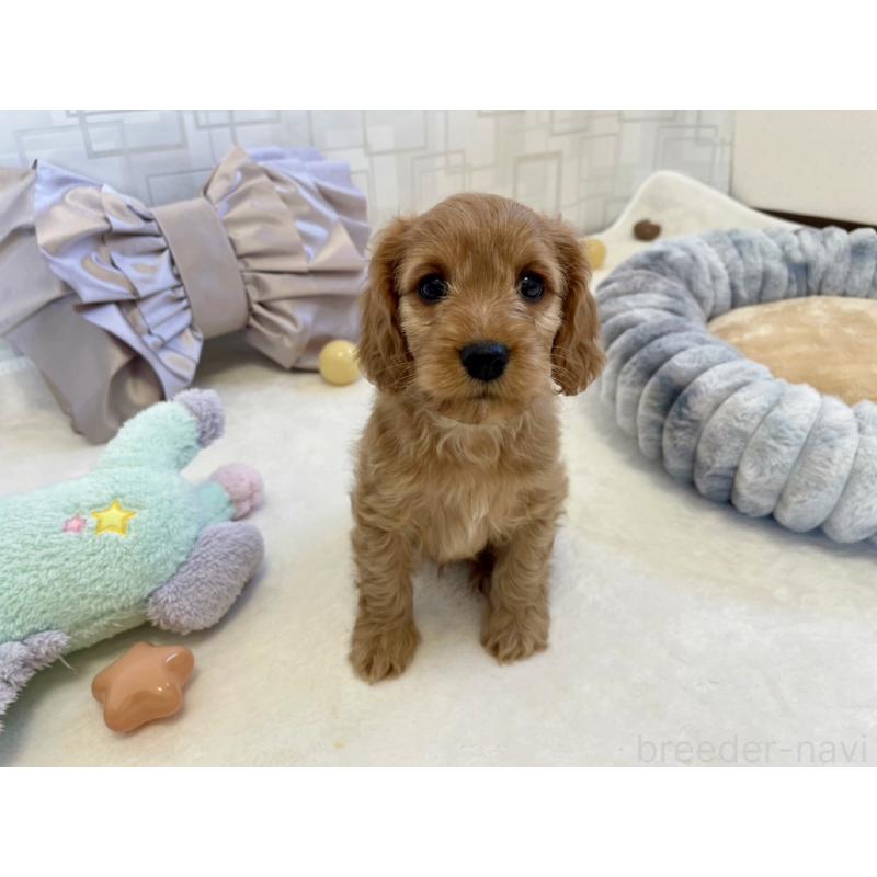 販売中の福岡県のキャバプー:キャバリア×トイプードル-431065の10枚目