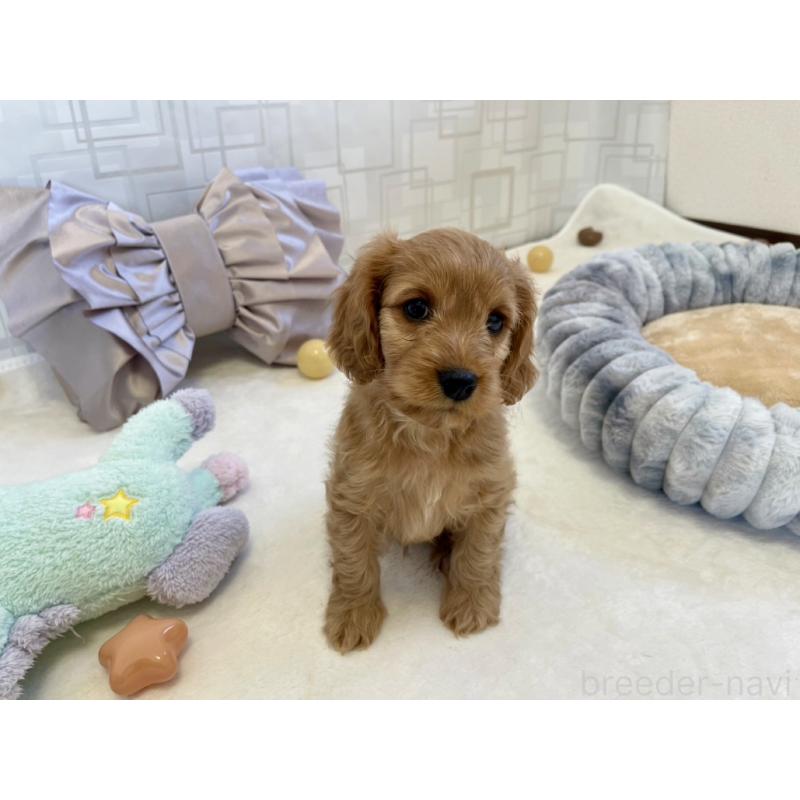 販売中の福岡県のキャバプー:キャバリア×トイプードル-431065の9枚目