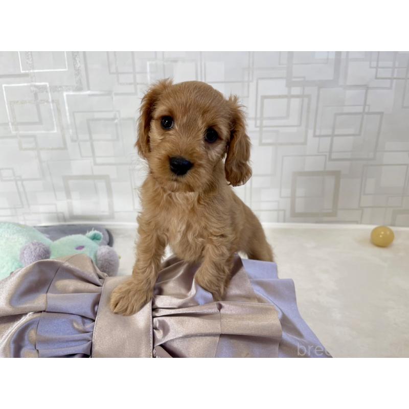 販売中の福岡県のキャバプー:キャバリア×トイプードル-431065の7枚目