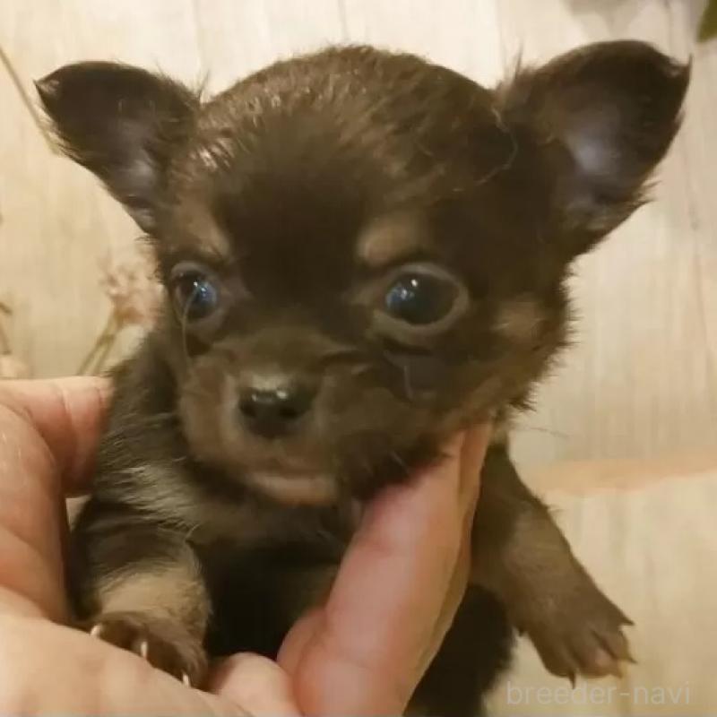 販売中の愛知県のチワワ(ロングコート)-442089