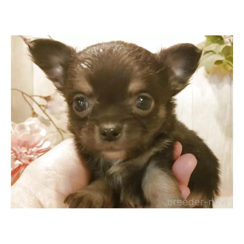 販売中の愛知県のチワワ(ロングコート)-442089の6枚目