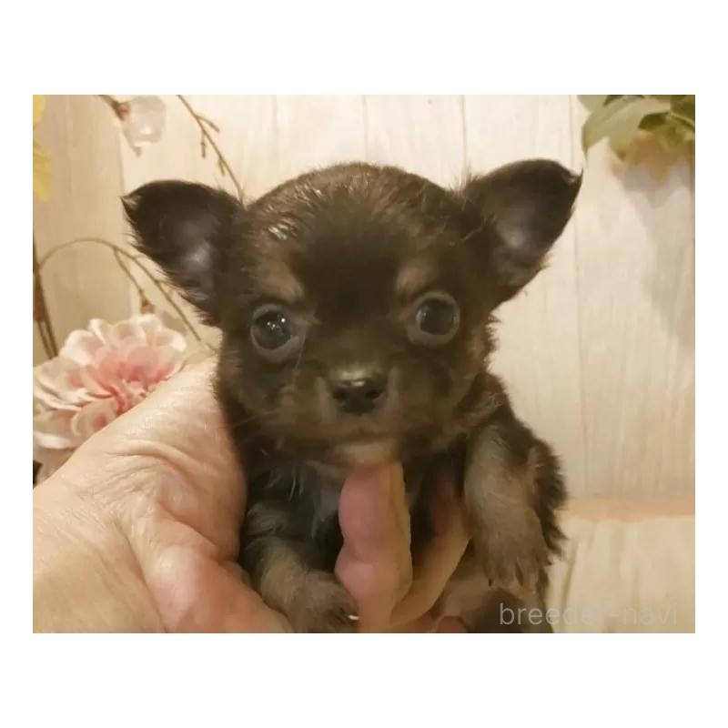 販売中の愛知県のチワワ(ロングコート)-442089の5枚目