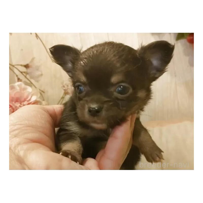 販売中の愛知県のチワワ(ロングコート)-442089の4枚目