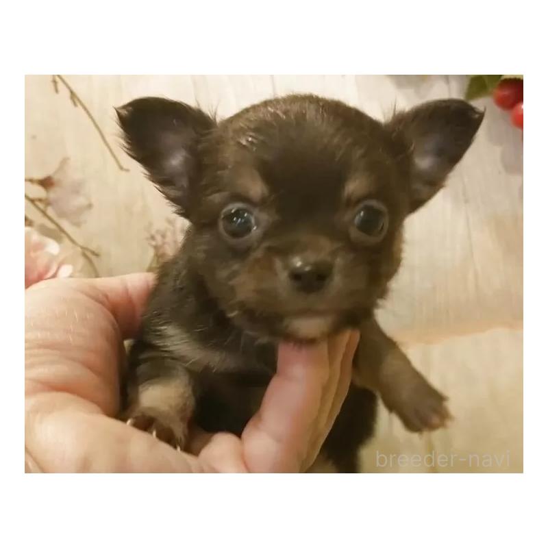 販売中の愛知県のチワワ(ロングコート)-442089の3枚目