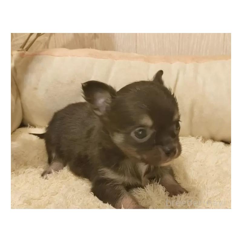 販売中の愛知県のチワワ(ロングコート)-442089の2枚目