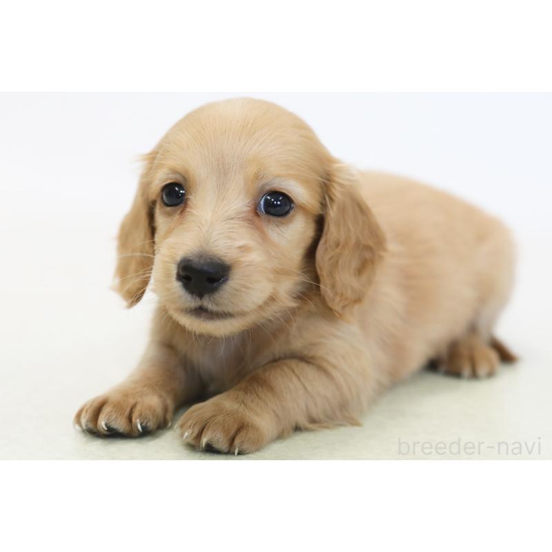 販売中の神奈川県のミニチュアダックスフンド(ロングヘアード)-438222