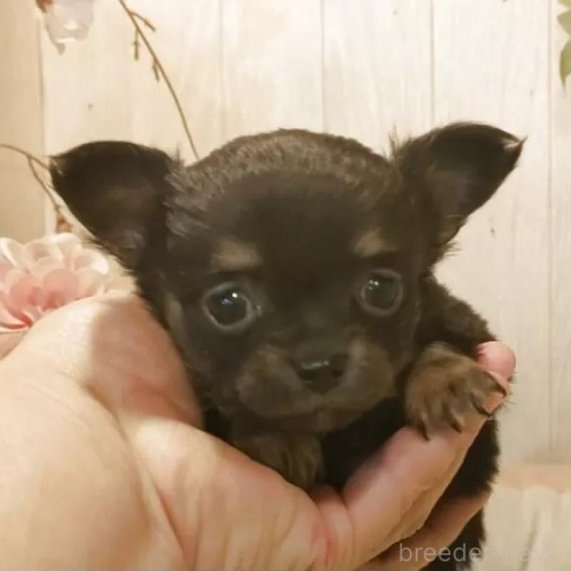 販売中の愛知県のチワワ(ロングコート)-442090