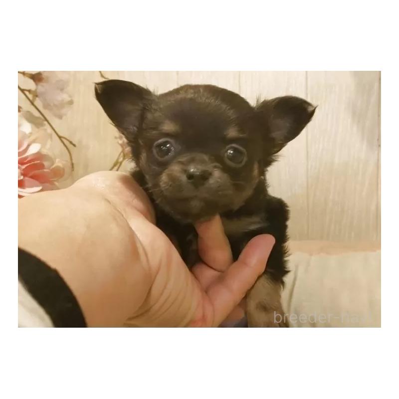 販売中の愛知県のチワワ(ロングコート)-442090の5枚目