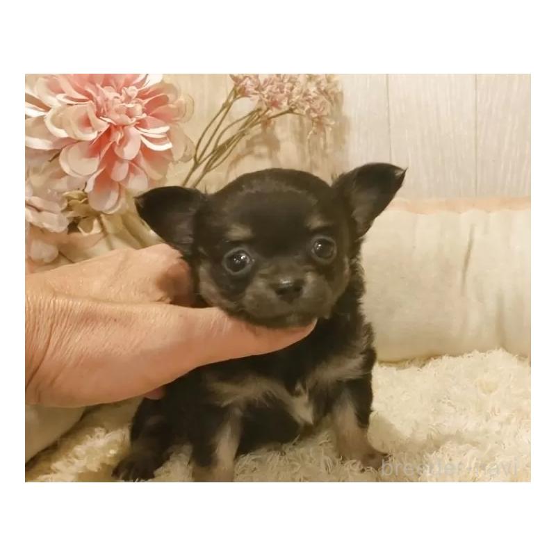 販売中の愛知県のチワワ(ロングコート)-442090の4枚目