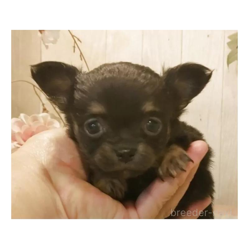 販売中の愛知県のチワワ(ロングコート)-442090の3枚目