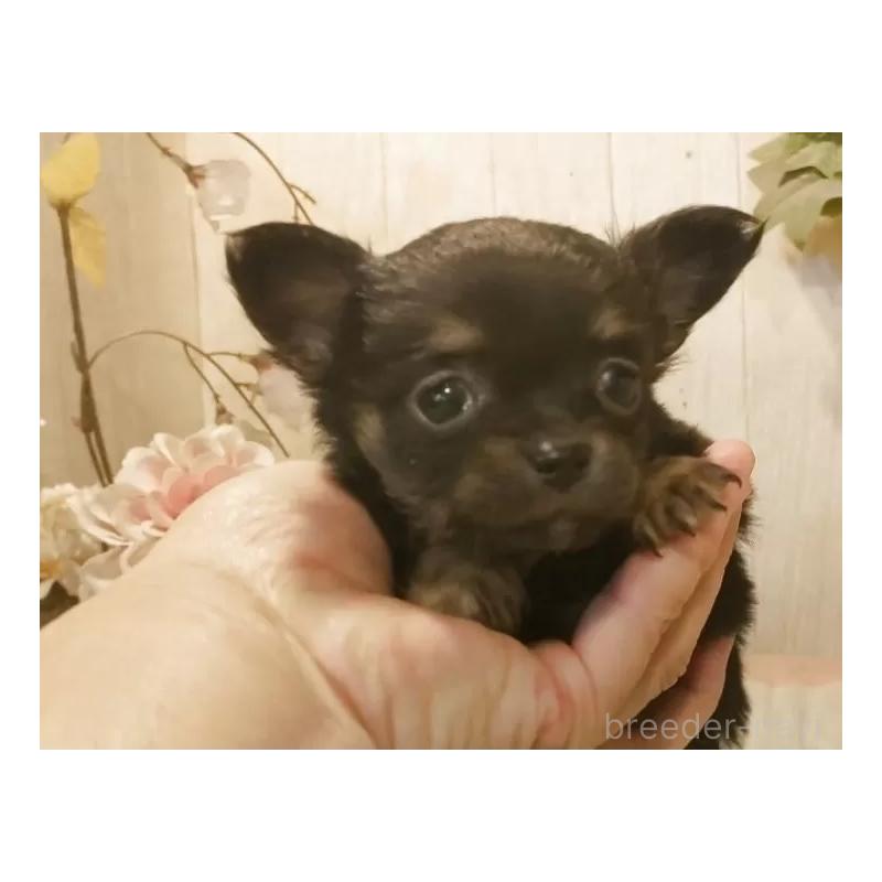 販売中の愛知県のチワワ(ロングコート)-442090の2枚目