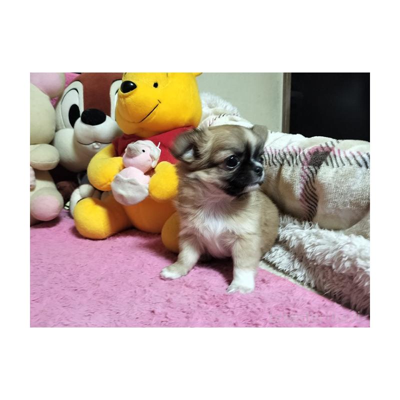 販売中の群馬県のチワワ(ロングコート)-441516の3枚目