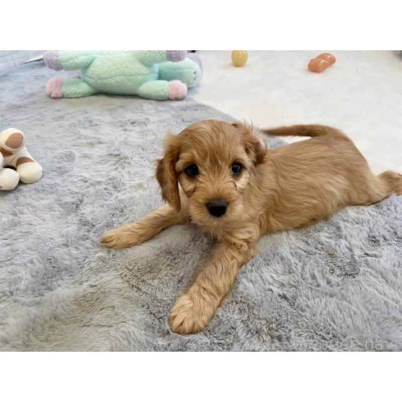 販売中の福岡県のキャバプー:キャバリア×トイプードル-431069の12枚目