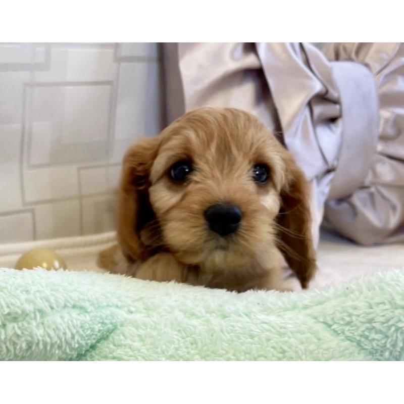 販売中の福岡県のキャバプー:キャバリア×トイプードル-431069の11枚目