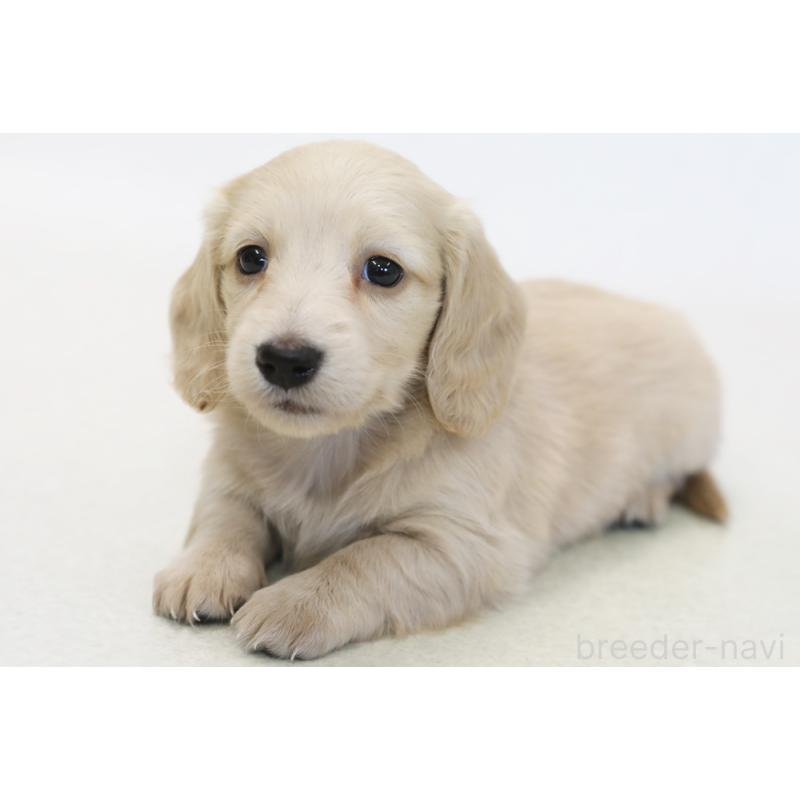 販売中の神奈川県のミニチュアダックスフンド(ロングヘアード)-438223