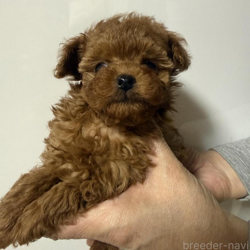 販売中の香川県のティーカッププードル-442093の16枚目