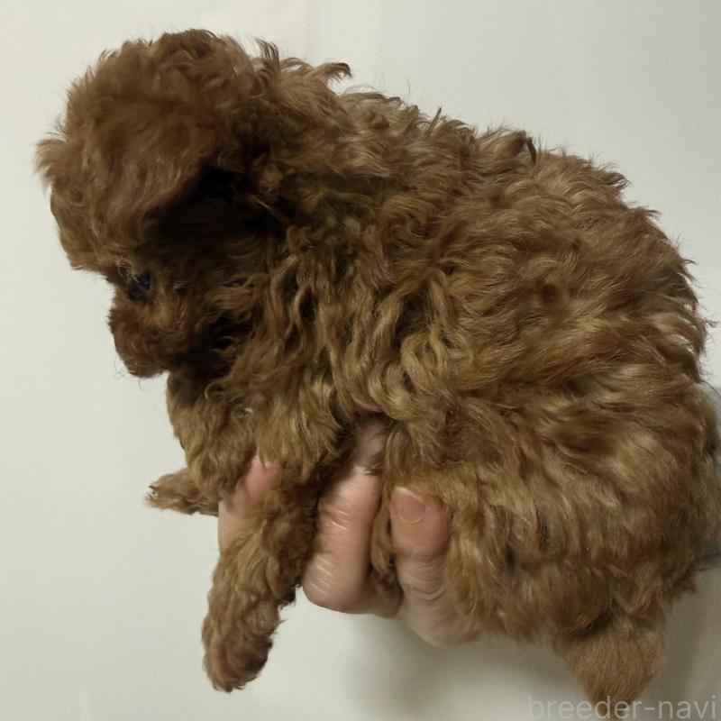 販売中の香川県のティーカッププードル-442093の15枚目