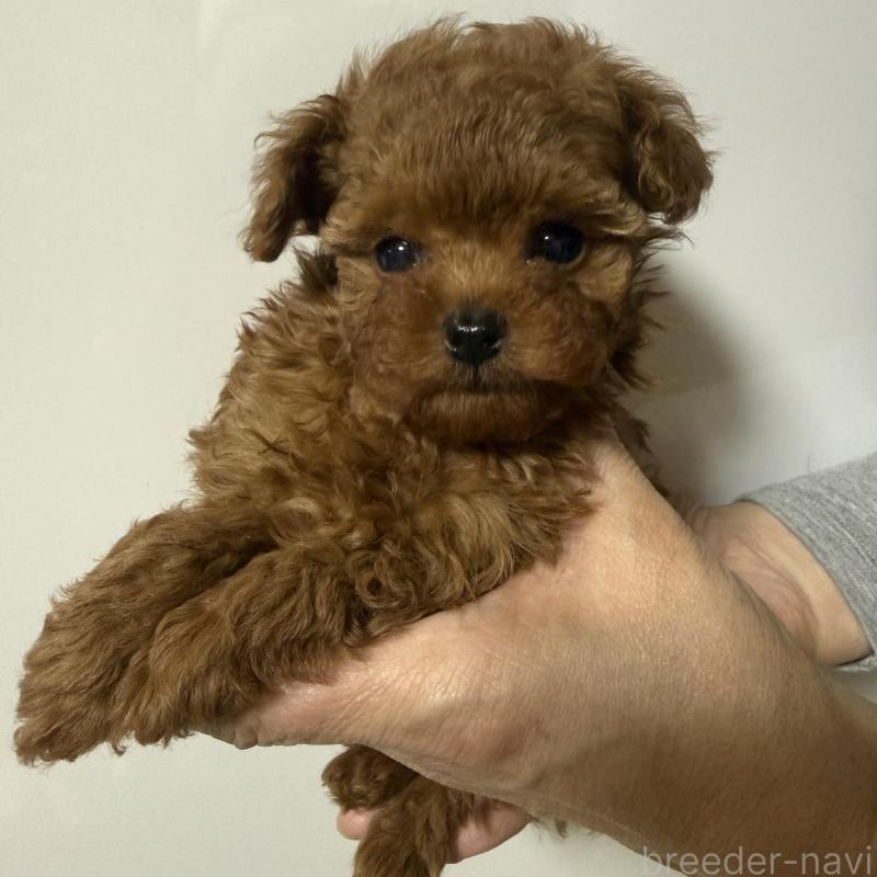 販売中の香川県のティーカッププードル-442093の14枚目