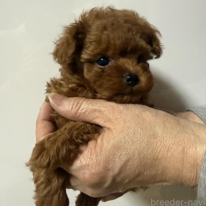 販売中の香川県のティーカッププードル-442093の13枚目