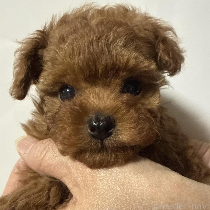 販売中の香川県のティーカッププードル-442093の12枚目