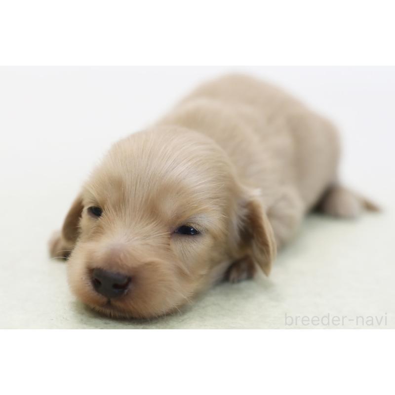 販売中の神奈川県のミニチュアダックスフンド(ロングヘアード)-442091