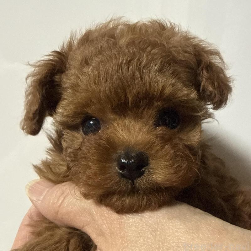 販売中の香川県のティーカッププードル-442093の10枚目