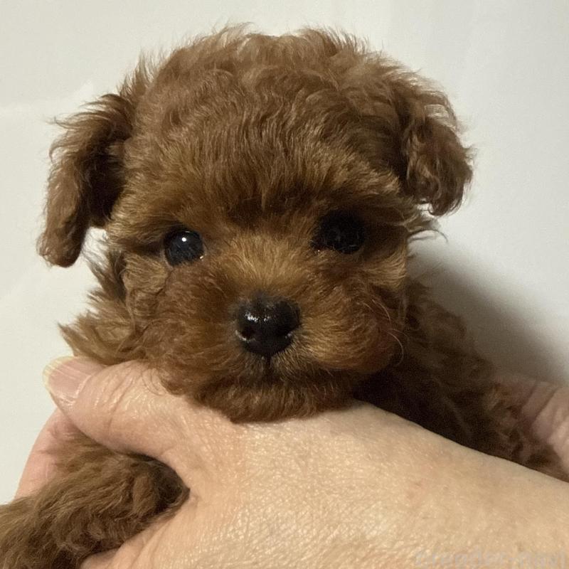 販売中の香川県のティーカッププードル-442093の9枚目