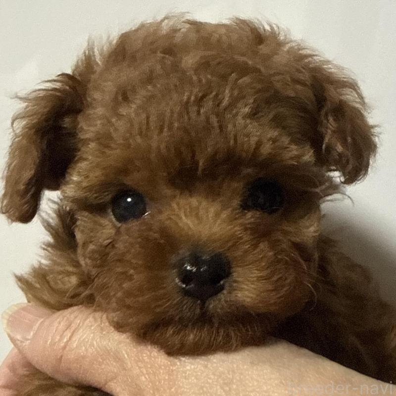 販売中の香川県のティーカッププードル-442093の8枚目