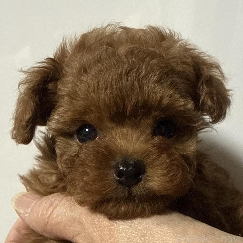 販売中の香川県のティーカッププードル-442093の1枚目