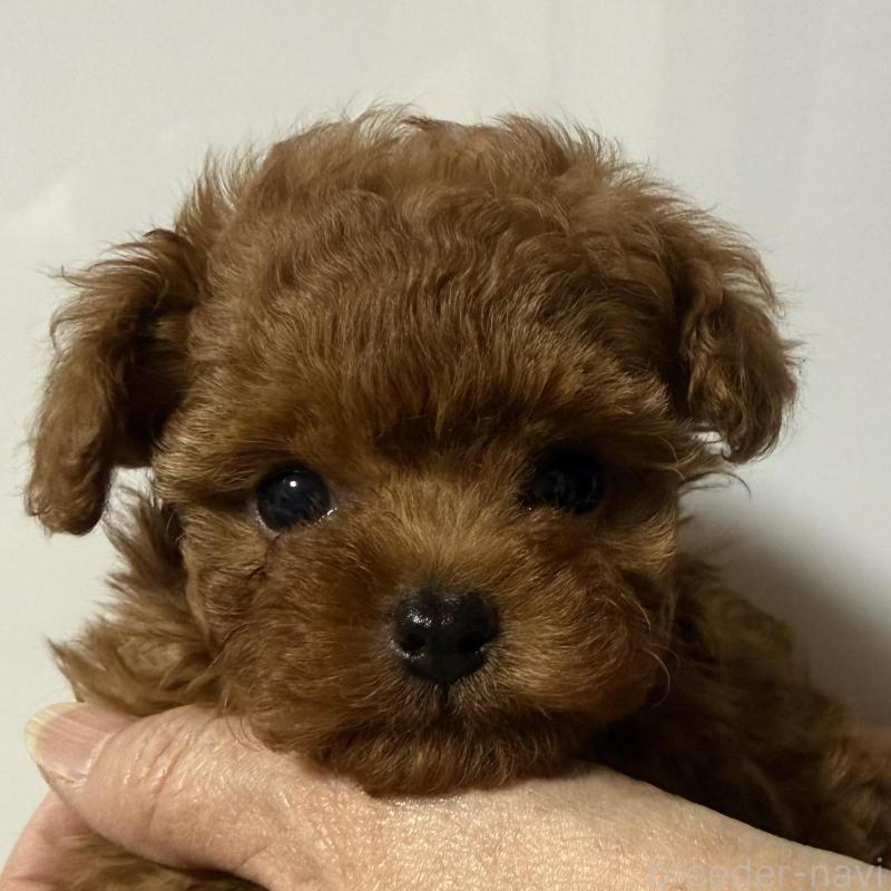 販売中の香川県のティーカッププードル-442093の7枚目