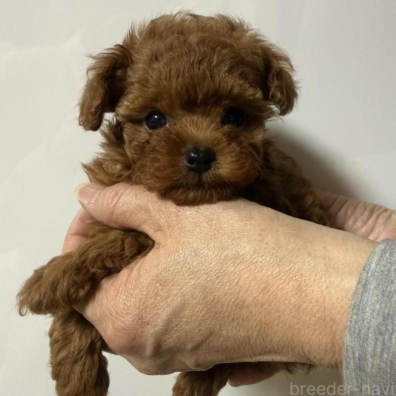 販売中の香川県のティーカッププードル-442093の6枚目