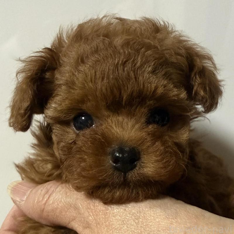 販売中の香川県のティーカッププードル-442093の5枚目