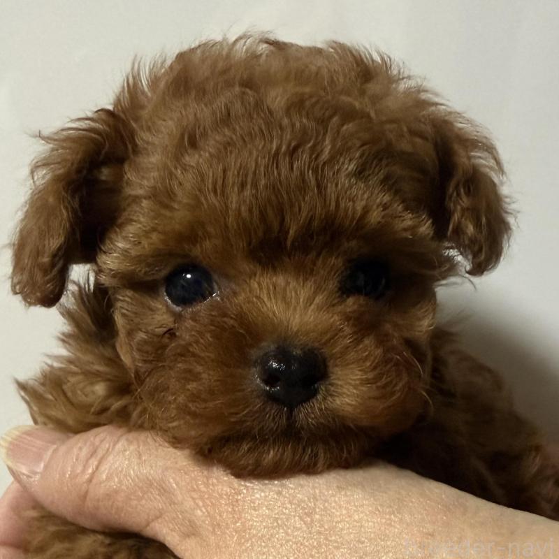 販売中の香川県のティーカッププードル-442093の4枚目