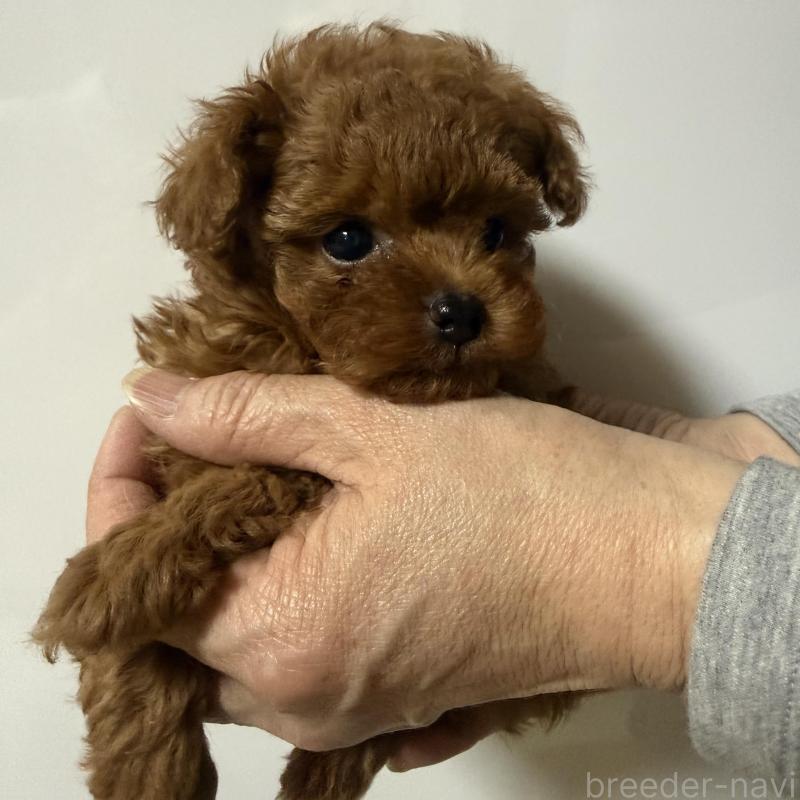 販売中の香川県のティーカッププードル-442093の3枚目