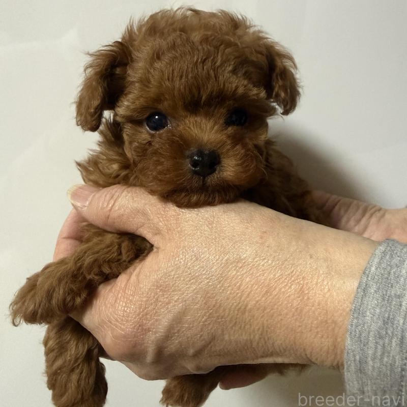 販売中の香川県のティーカッププードル-442093の2枚目