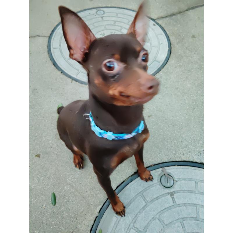 くまちゃんくん1枚目